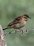 Pipit de Richard