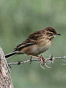 Richard's Pipit