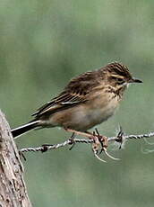 Pipit de Richard