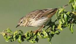 Pipit des arbres