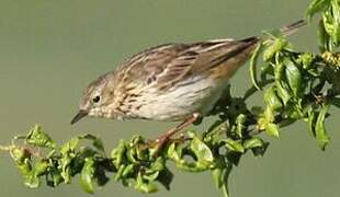 Tree Pipit