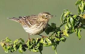 Tree Pipit