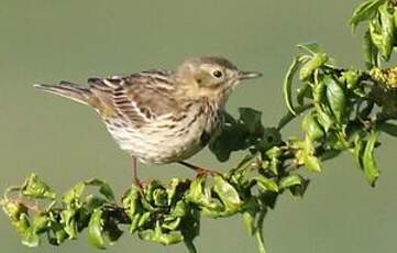 Pipit des arbres