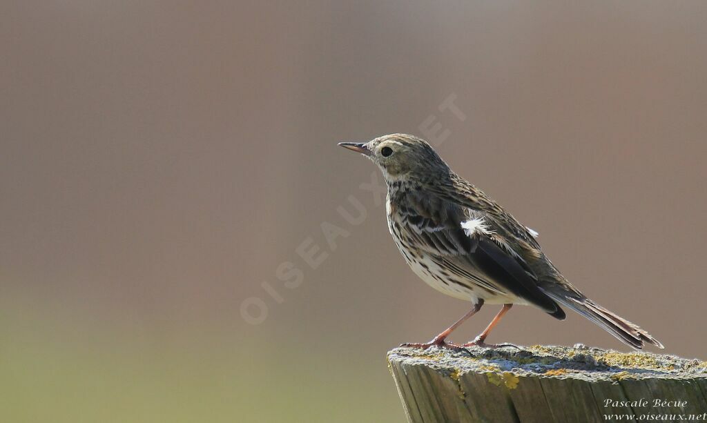 Pipit farlouseadulte