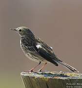 Meadow Pipit