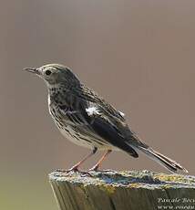 Pipit farlouse