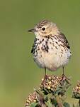 Pipit farlouse