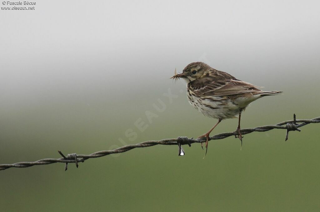 Pipit farlouseadulte