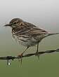 Pipit farlouse