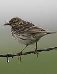 Pipit farlouse