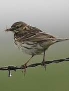 Meadow Pipit