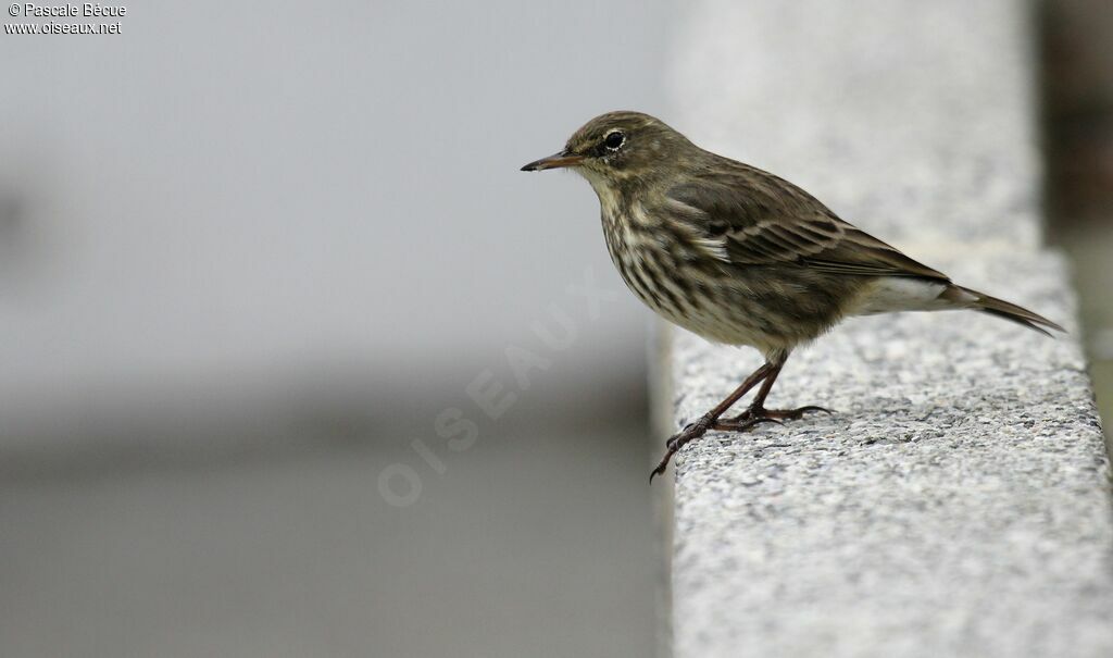 Eurasian Rock Pipitadult