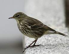 European Rock Pipit