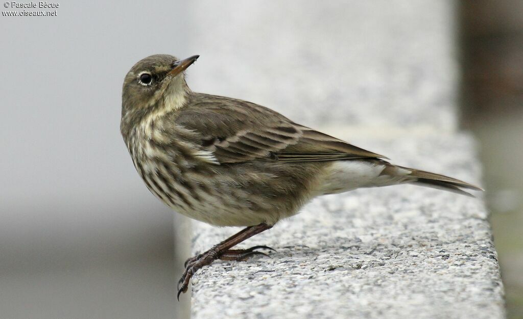 Pipit maritimeadulte