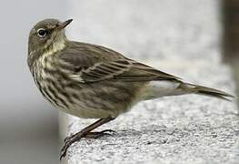 Eurasian Rock Pipit