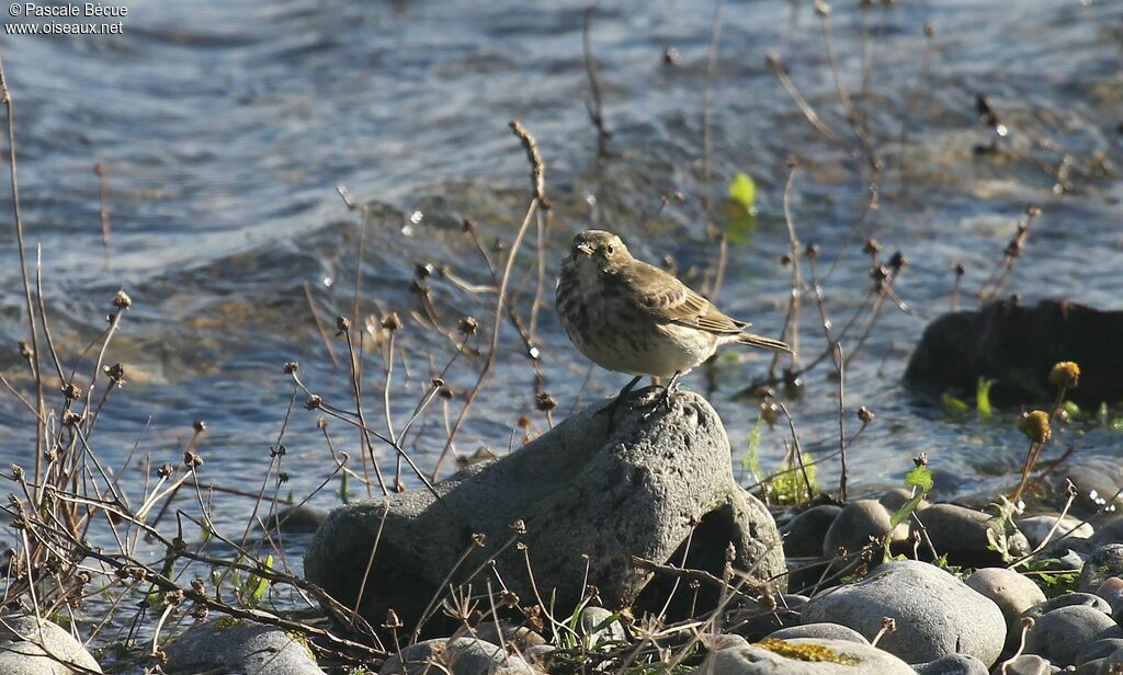 Pipit maritimeadulte