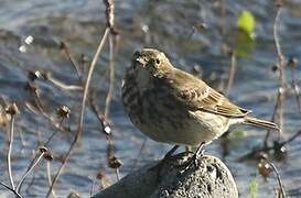 Eurasian Rock Pipit