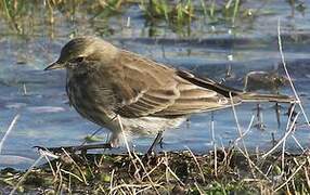 European Rock Pipit