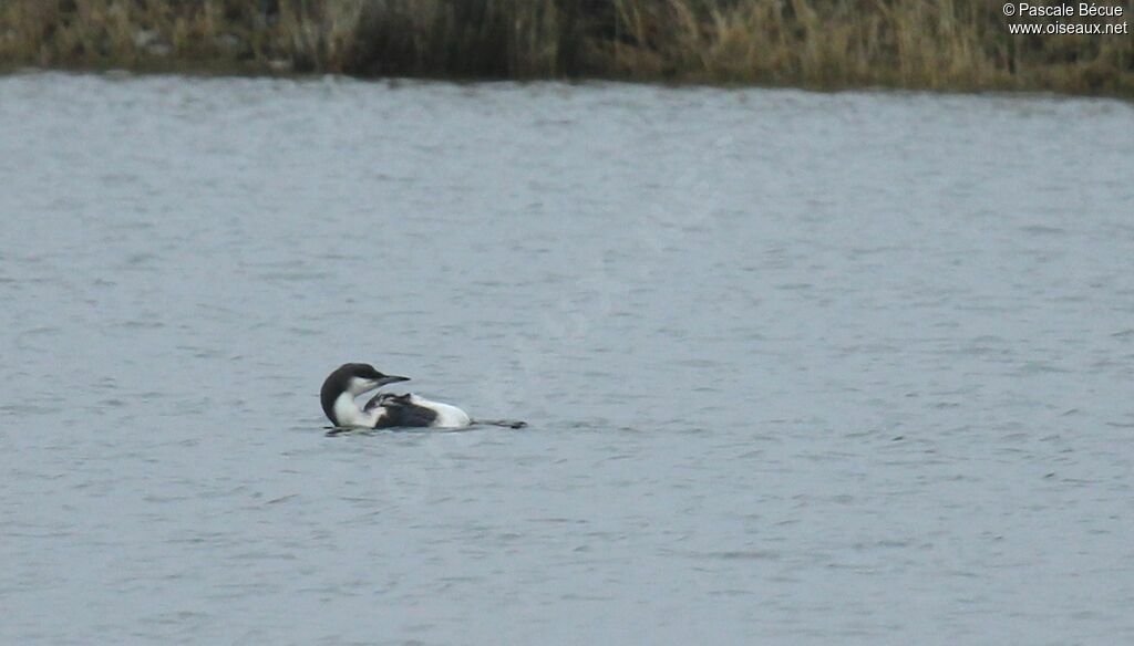 Black-throated Loonadult