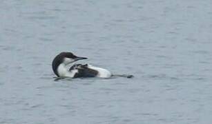 Black-throated Loon