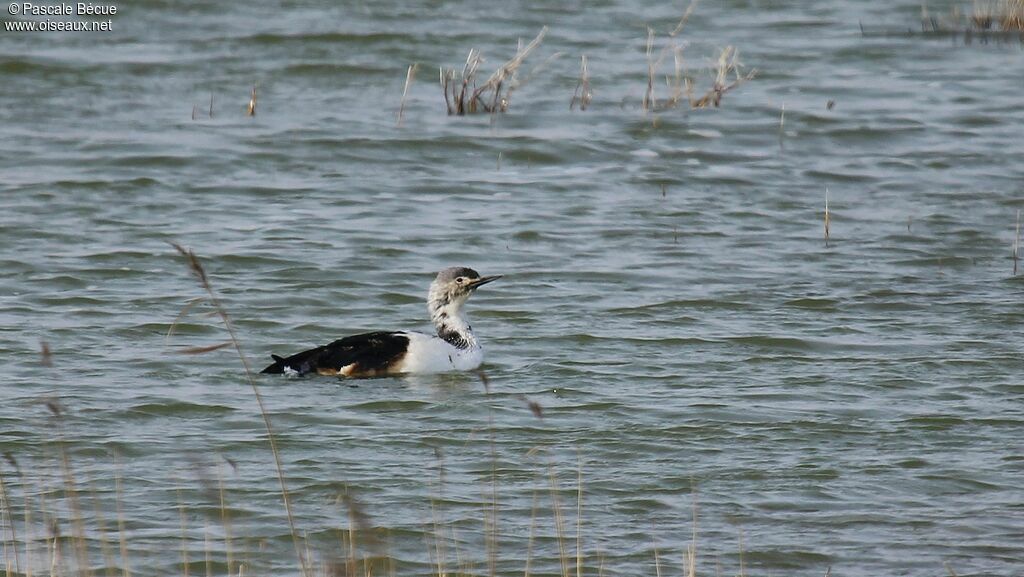 Plongeon catmarinadulte