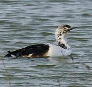 Red-throated Loon