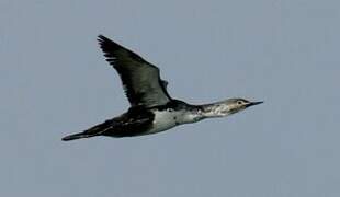 Red-throated Loon