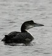 Common Loon