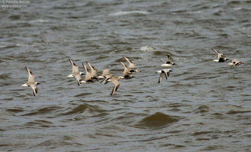 Grey Plover