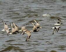 Grey Plover