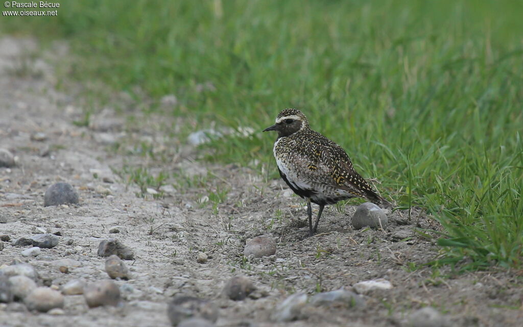 Grey Ploveradult breeding