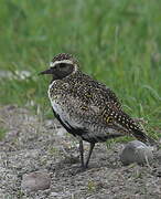 Grey Plover