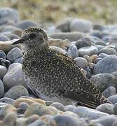 European Golden Plover