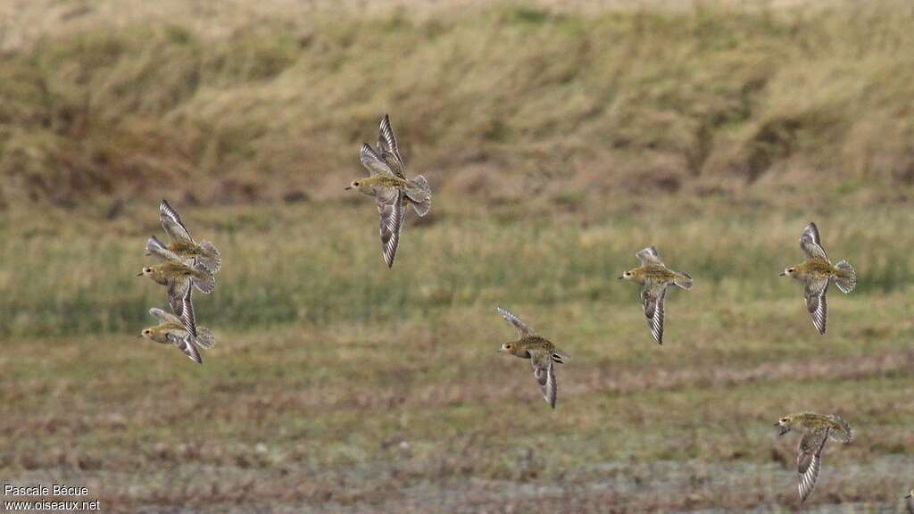 European Golden Plover, Flight