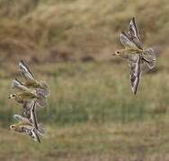 European Golden Plover