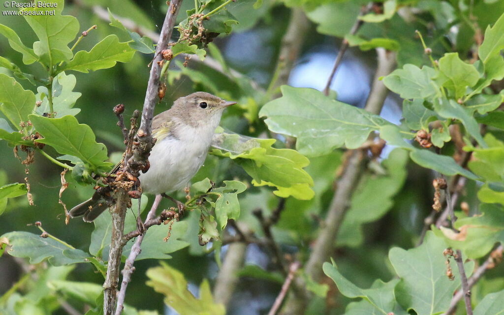 Western Bonelli's Warbleradult