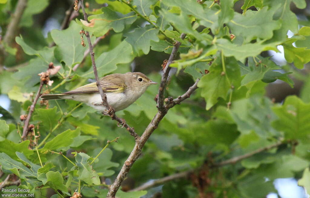 Western Bonelli's Warbleradult, habitat