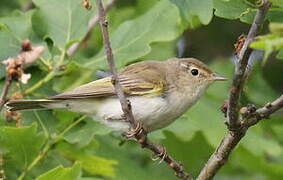 Western Bonelli's Warbler