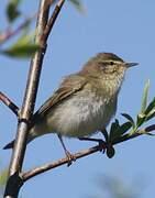 Willow Warbler