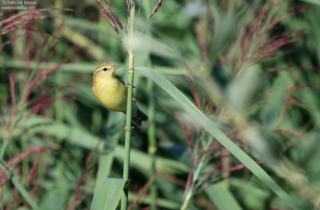 Willow Warblerimmature