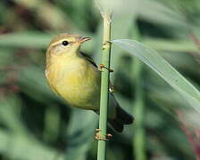 Willow Warbler