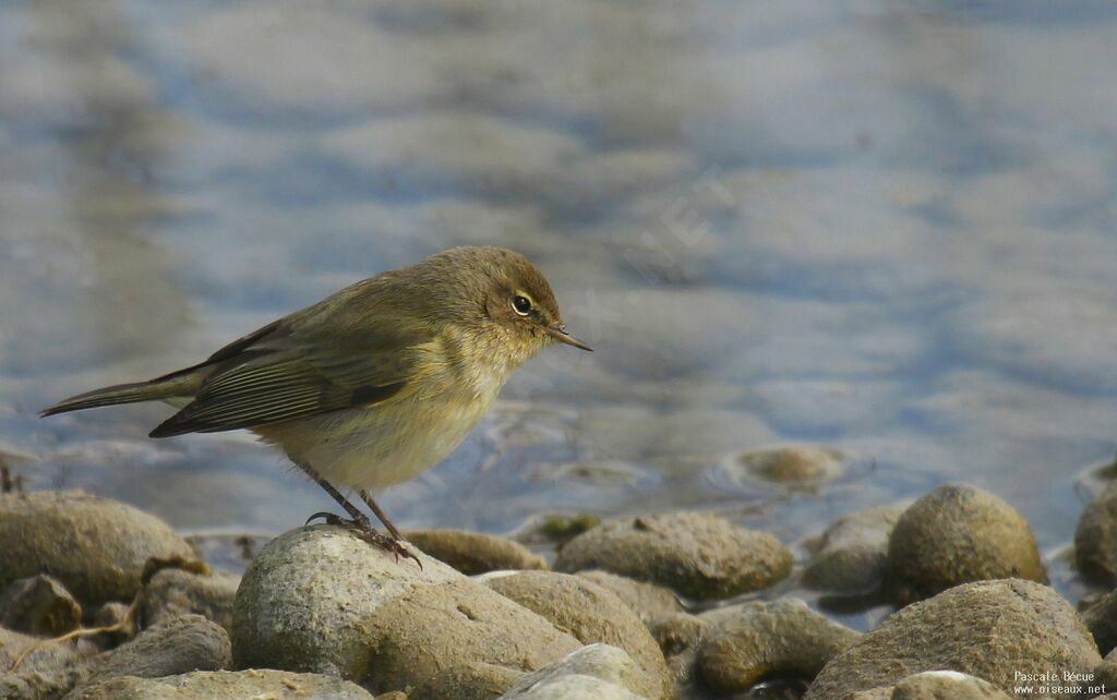 Common Chiffchaffadult