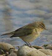 Common Chiffchaff