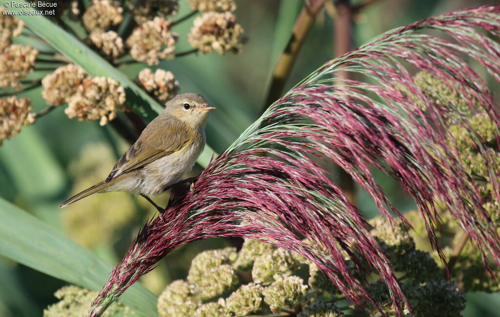 Pouillot véloceimmature