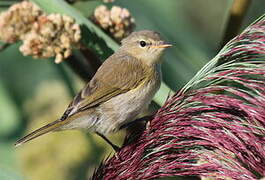 Common Chiffchaff