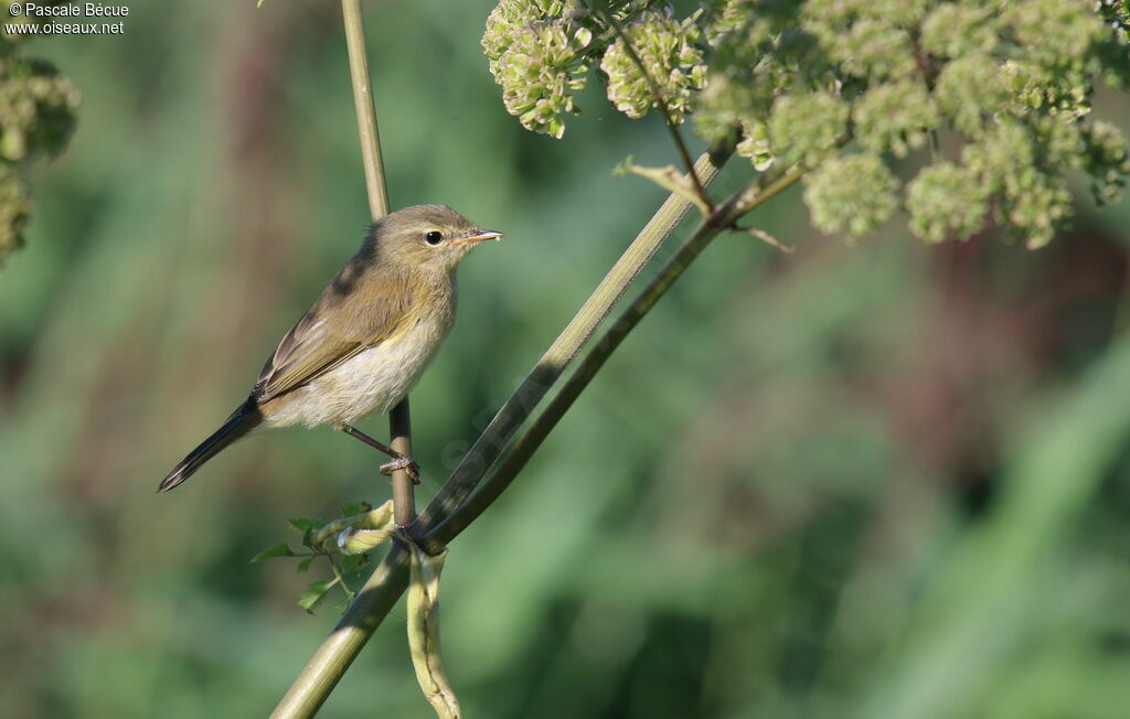 Pouillot véloceimmature