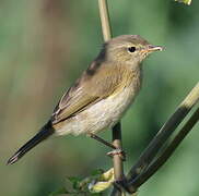 Common Chiffchaff