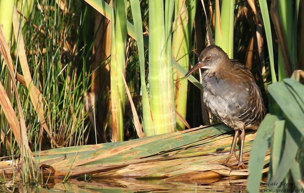 Water Rail