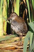 Water Rail