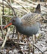 Water Rail